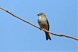 Chipping Sparrowborder=